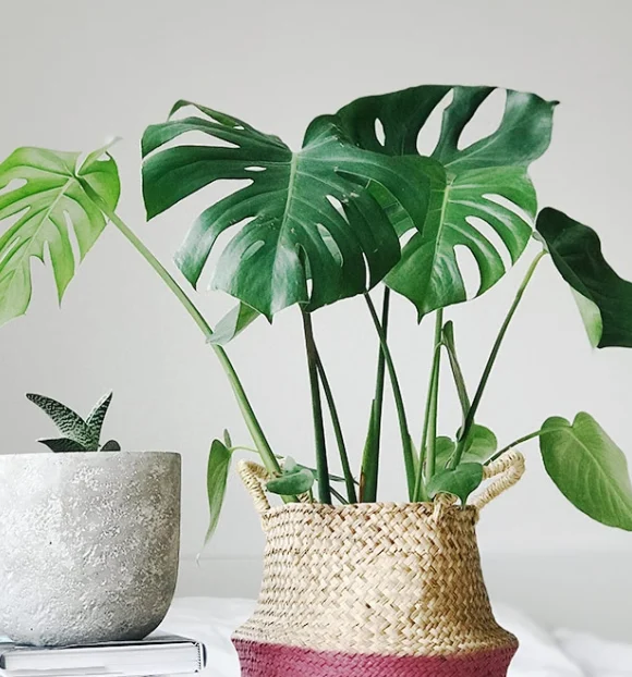 A plant in a wicker basket on a surface, next to a pile of books.